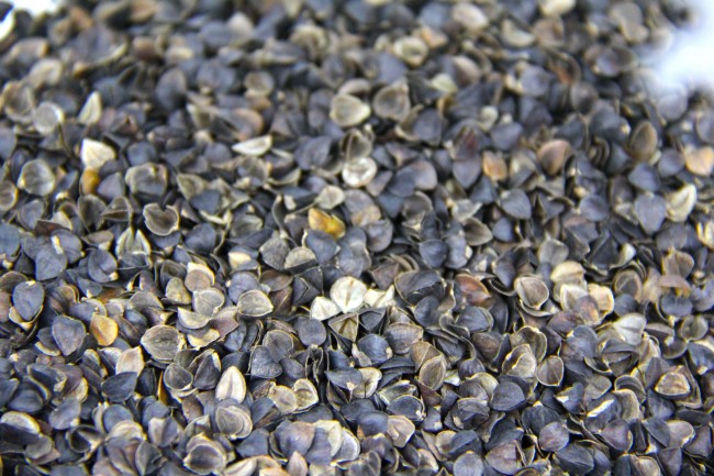 organic buckwheat hulls