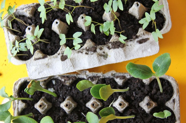 planting seeds in egg cartons