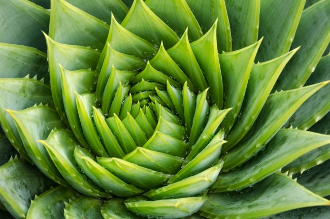 spiral aloe vera plant